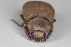 Maechidius tridentatus