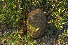 Echinomastus unguispinus