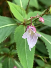 Impatiens devolii
