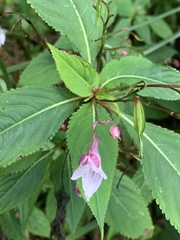 Impatiens devolii