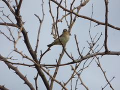 Sporophila caerulescens