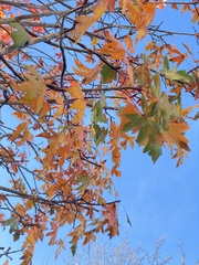 Eriolobus trilobatus