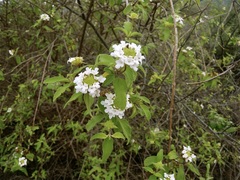 Lantana peduncularis