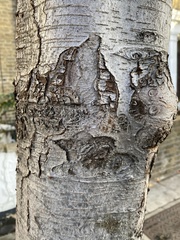 Eriolobus trilobatus