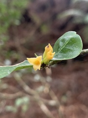 Daphne arisanensis