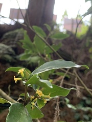 Daphne arisanensis