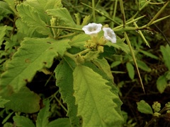 Varronia leucophlyctis