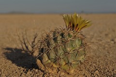 Coryphantha difficilis