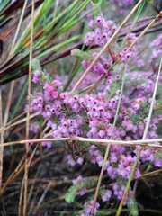 Erica mollis