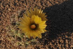 Coryphantha difficilis