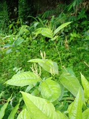 Chloranthus elatior
