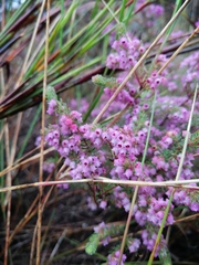 Erica mollis