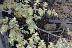 Euphorbia amplexicaulis
