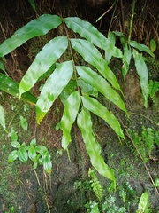 Goniophlebium persicifolium