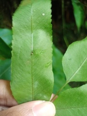 Goniophlebium persicifolium