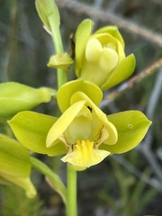 Eulophia platypetala