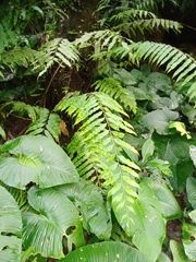 Goniophlebium persicifolium