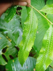 Goniophlebium persicifolium