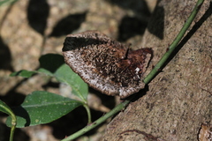 Hexagonia apiaria