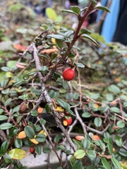 Cotoneaster rosiflorus