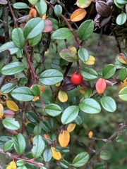 Cotoneaster rosiflorus