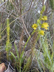 Eulophia platypetala