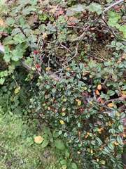 Cotoneaster rosiflorus
