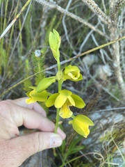 Eulophia platypetala