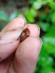 Dyakiidae
