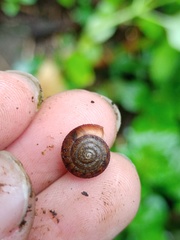 Dyakiidae