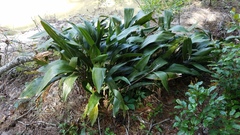 Aspidistra elatior