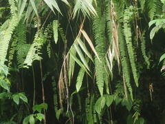 Nephrolepis falciformis
