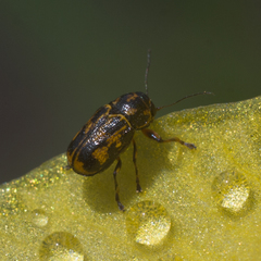 Pachybrachis hieroglyphicus