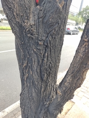 Populus