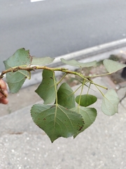 Populus