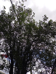 Populus
