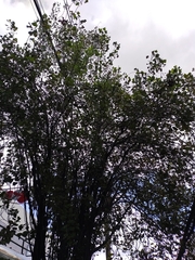 Populus