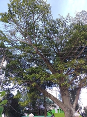 Ceiba pentandra
