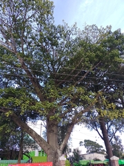 Ceiba pentandra