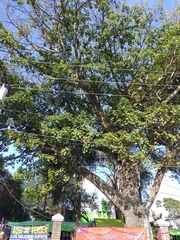 Ceiba pentandra