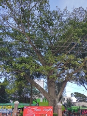 Ceiba pentandra