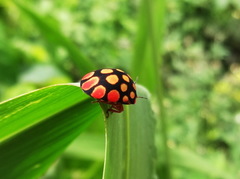 Steganocerus multipunctatus
