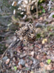 Allium decipiens quercetorum