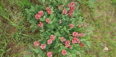Indigofera oxytropis