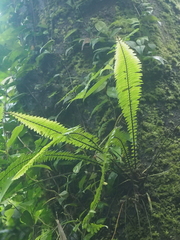 Asplenium pellucidum