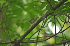 Uropsila leucogastra