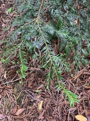 Taxus chinensis
