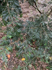Taxus chinensis