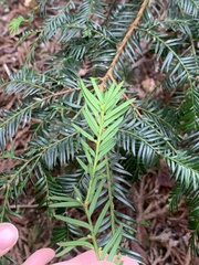 Taxus chinensis