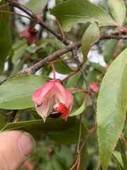Euonymus carnosus